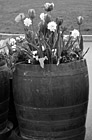 Black & White Barrel of Flowers preview