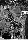 Black & White Two Giraffes preview