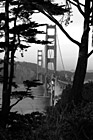 Black & White Golden Gate Bridge Through Trees preview