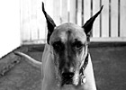 Black & White Great Dane Looking Into Camera preview