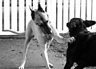 Black & White Playful Great Dane preview