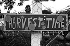 Black & White Harvest Time Sign preview