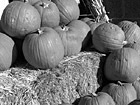 Black & White Hay &Pumpkins preview