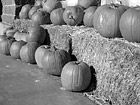 Black & White Line of Pumpkins preview