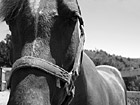 Black & White Horse Close Up of Face preview
