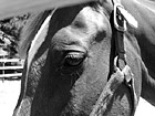 Black & White Close Up of Brown Horse Face preview