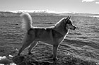 Black & White Husky in Lake Tahoe preview