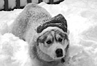 Black & White Christmas Husky Dog preview