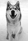 Black & White Husky Dog Sitting in Snow preview