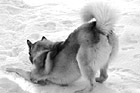 Black & White Husky in Snow preview