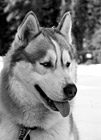 Black & White Husky's Face & Tongue preview