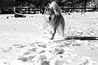 Black & White Husky Dog Running on Snow preview