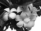 Black & White Maui Flowers Close Up preview