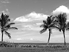 Black & White Three Palm Trees preview