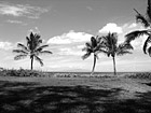 Black & White Three Palm Trees & Shadows in Hawaii preview
