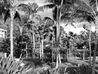 Black & White Palm Trees (Makena Resort, Maui) preview