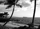 Black & White Maui Beach, Palm Trees & Ocean preview