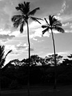 Black & White Two Palm Trees of Maui preview