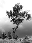 Black & White Maui Tree & Dark Clouds preview