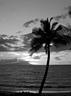 Black & White Palm Tree, Ocean, & Sunset preview