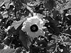 Black & White Hawaiian Flower preview