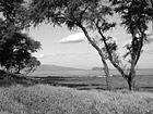 Black & White View of Maui & Ocean preview