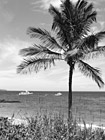 Black & White Palm Tree & Ocean of Maui preview