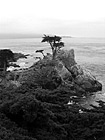 Black & White The Lone Cypress in Pebble Beach preview