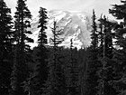 Black & White Mt. Rainier Through Evergreen Trees preview