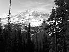 Black & White Mt. Rainier & Trees preview