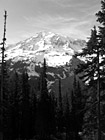 Black & White Mt. Rainier & Tall Trees preview