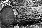 Black & White Log with Moss Close Up preview