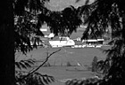 Black & White Farm Through Trees preview