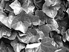 Black & White Green Ivy preview