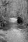 Black & White Small Creek & Trees preview