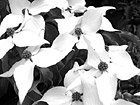 Black & White White Flowers Close Up preview
