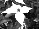 Black & White White Flower Close Up preview