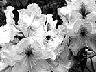 Black & White Purple Flowers & A Bee preview