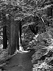 Black & White Mt. Peak Trail preview