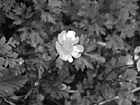 Black & White Close Up of a Yellow Buttercup preview