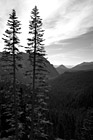 Black & White Two Tall Evergreen Trees preview