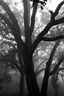 Black & White Spooky Trees preview