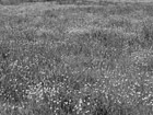 Black & White Field of Yellow Buttercups preview
