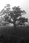Black & White Lone Foggy Tree preview