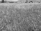 Black & White Tall Grass Field preview