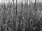 Black & White Tall Grass preview