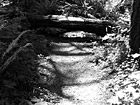 Black & White Shadows and Trail preview