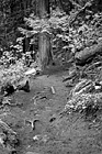 Black & White Nature Trail of Mt. Peak, Enumclaw preview