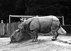 Black & White Greater One-Horned Rhinoceros preview