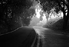Black & White Shadows, Trees, & Road preview